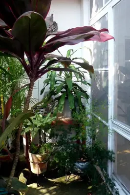 Jardín al aire libre en Casa De La Luz - Guesthouse