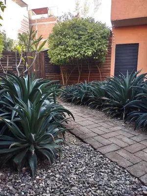Jardín al aire libre en Tu casa Oaxaca...