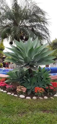 Jardín al aire libre en Hotel Boutique Bacaanda