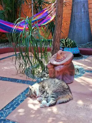 Mascotas con sus dueños en HOTELITO SWISS OASIS, Playa Zicatela - Adults Only - Kitchen - Cocina