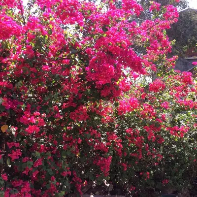 Jardín al aire libre en Casa Gundi y Tomas