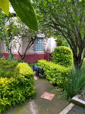 Jardín al aire libre en Hotel Casa Pomarrosa