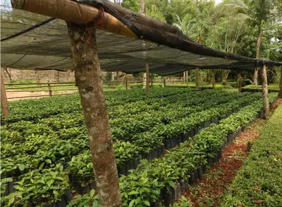 Jardín al aire libre en Mision Los Cocuyos Alta Montana