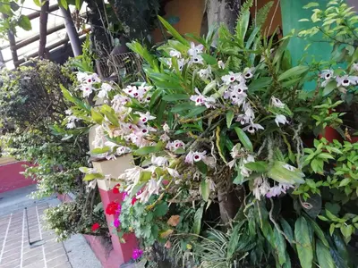 Jardín al aire libre en Posada Los Naranjos