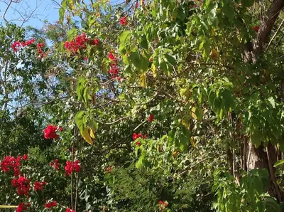 Jardín al aire libre en Casa Flor de Mar