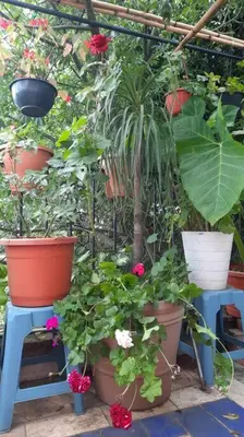 Jardín al aire libre en La Terraza del Pochote