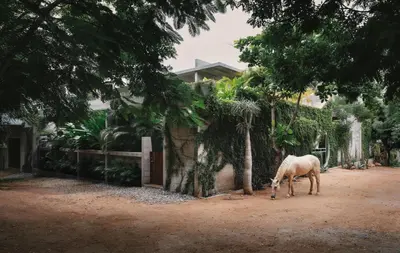 Animales en el hotel o alrededores