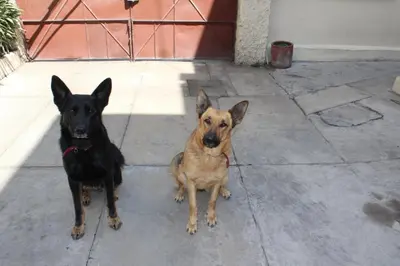 Mascotas con sus dueños en Habitacion 2 acceso independiente y autonomo Puebla