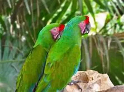 Animales en la casa o chalet o alrededores
