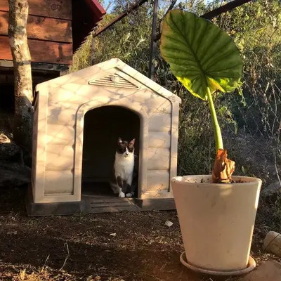 Jardín al aire libre en Cabañas Yei Calli