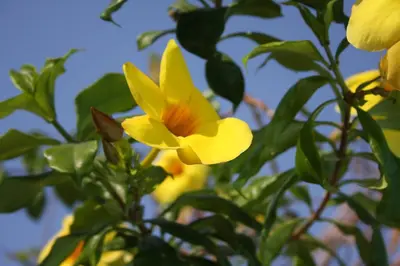 Plano de Lush Garden House near beaches with private pool.